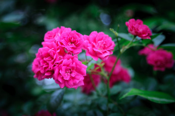 Картинка цветы розы бутоны лепестки листья