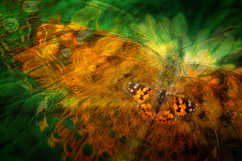 Картинка разное компьютерный+дизайн обработка бабочка