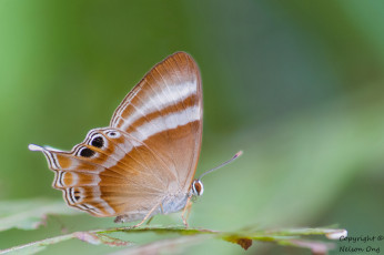 Картинка животные бабочки +мотыльки +моли усики крылья бабочка макро фон