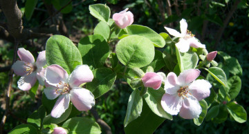 Картинка цветы айва весна