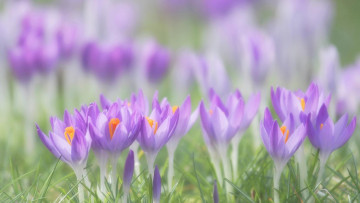 Картинка цветы крокусы лиловые листья