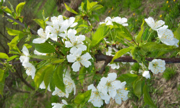 Картинка цветы цветущие+деревья+ +кустарники весна слива