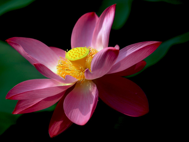 Обои картинки фото цветы, лотосы, фон, листья, лепестки