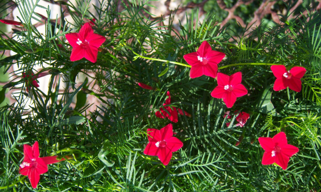 Обои картинки фото цветы, весна, звёзды