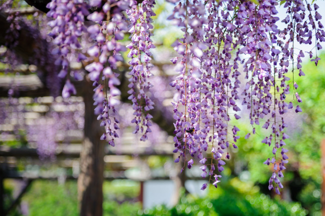 Обои картинки фото цветы, глициния