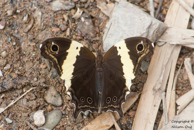 Обои картинки фото животные, бабочки,  мотыльки,  моли, фон, макро, усики, крылья, бабочка