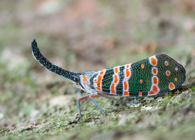 Обои картинки фото животные, бабочки,  мотыльки,  моли, усики, крылья, бабочка, макро, фон