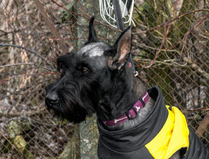 Картинка животные собаки морда