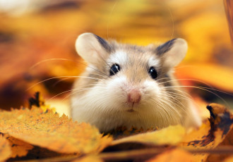 Картинка животные морские+свинки +хомяки хомяк листья осень макро