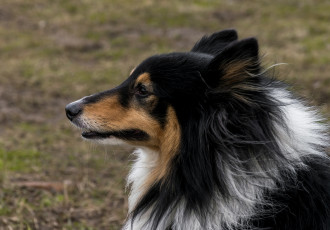 Картинка животные собаки профиль