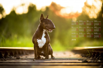 Картинка календари животные рельсы профиль