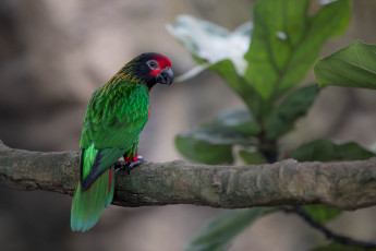 Картинка животные птицы ветка природа дерево птица