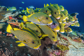 Картинка животные рыбы стая морское дно море