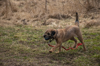 Картинка животные собаки поводок