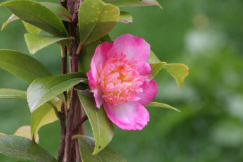 Картинка цветы камелии камелия бутон розовая лепестки листья цветение нежность