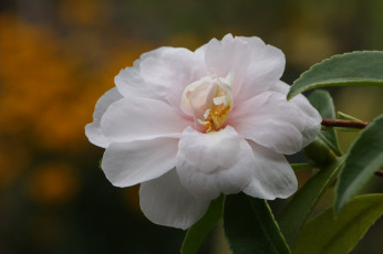 Картинка цветы камелии камелия листья бутон цветение кустарник camellia leaf bud flowering shrubs