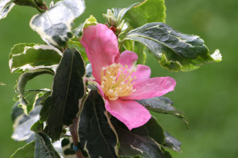 Картинка цветы камелии камелия листья бутон цветение кустарник