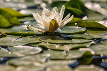 Картинка цветы лилии+водяные +нимфеи +кувшинки кувшинка листья цветение вода природа