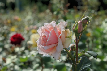 Картинка цветы розы лето клумба