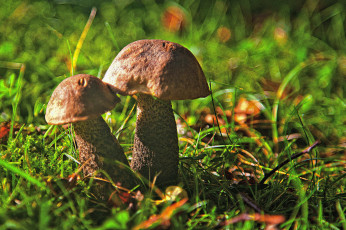 Картинка природа грибы простор