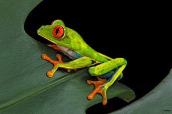 Картинка животные лягушки темный фон лист лягушка