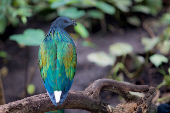 Картинка животные птицы лес природа птица