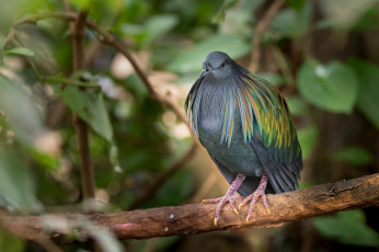 Картинка животные птицы птица природа лес