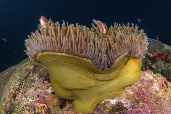 Картинка животные рыбы море морские глубины рыбки