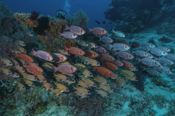 Картинка животные рыбы море морские глубины рыбка