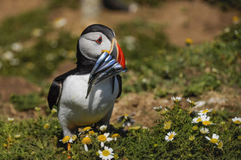 Картинка животные тупики тупик окрас перья птица