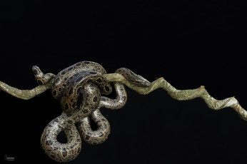 Картинка животные змеи +питоны +кобры темный фон ветка змея