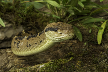 Картинка животные змеи +питоны +кобры земля змея трава природа