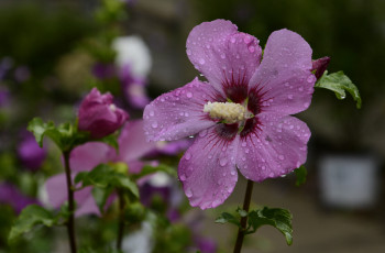 Картинка цветы гибискусы гибискус листики лепестки ярко цветение тычинки