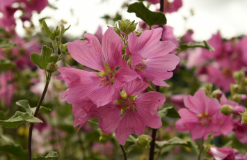 Картинка цветы мальвы мальва бутоны цветение