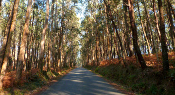 Картинка природа дороги простор