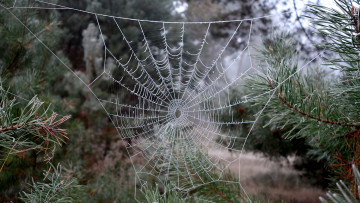 Картинка природа другое простор