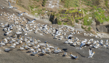 Картинка животные олуши птицы белые много природа