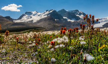 Картинка природа луга простор