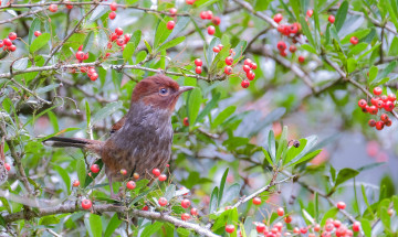 Картинка животные птицы природа птица дерево ветки ягоды