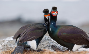 Картинка краснолицые+бакланы животные Чайки +бакланы +крачки камень пара птицы