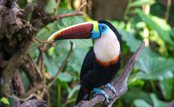 Картинка белогрудый+тукан животные туканы ветки клюв птица