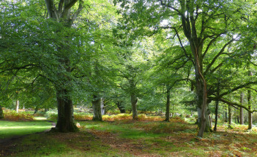 Картинка природа лес простор