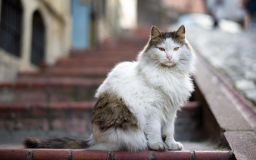 Картинка животные коты взгляд