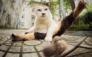 Картинка животные коты взгляд