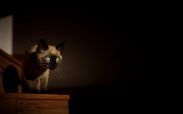 Картинка животные коты взгляд