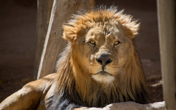 Картинка животные львы морда