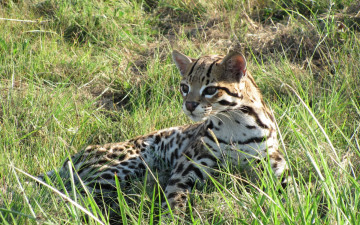 Картинка животные оцелоты взгляд