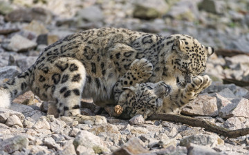 Картинка животные снежный+барс+ ирбис двое