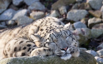 Картинка животные снежный+барс+ ирбис отдых