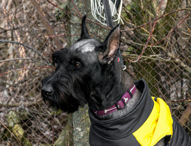 Обои картинки фото животные, собаки, морда